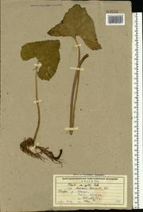Petasites radiatus (J. F. Gmel.) J. Toman, Eastern Europe, Northern region (E1) (Russia)