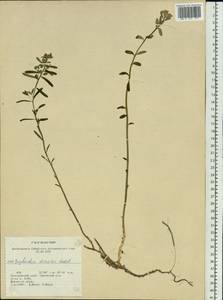 Euphorbia esula subsp. esula, Siberia, Altai & Sayany Mountains (S2) (Russia)