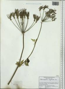 Chaerophyllum hirsutum L., Western Europe (EUR) (Italy)