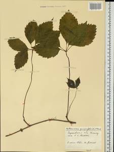 Parthenocissus quinquefolia (L.) Planch., Eastern Europe, Lower Volga region (E9) (Russia)