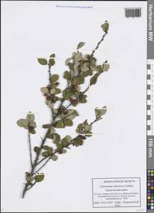 Cotoneaster alaunicus Golitsin, Eastern Europe, Central forest-and-steppe region (E6) (Russia)