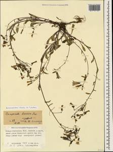 Campanula sibirica subsp. hohenackeri (Fisch. & C.A.Mey.) Damboldt, Caucasus, North Ossetia, Ingushetia & Chechnya (K1c) (Russia)