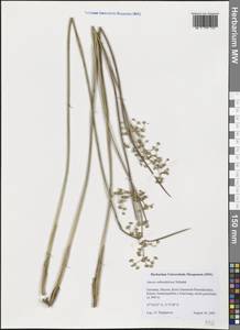 Juncus subnodulosus Schrank, Western Europe (EUR) (Germany)