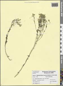 Odontarrhena muralis (Waldst. & Kit.) Endl., Caucasus, Dagestan (K2) (Russia)