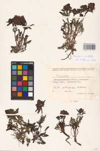 MHA 0 162 162, Pedicularis verticillata, Eastern Europe, West Ukrainian region (E13) (Ukraine)