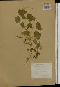 Lathyrus oleraceus Lam., Eastern Europe, Central forest region (E5) (Russia)