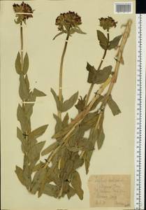 Silene chalcedonica (L.) E. H. L. Krause, Eastern Europe, Central forest-and-steppe region (E6) (Russia)