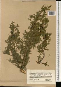 Juniperus excelsa subsp. polycarpos (K.Koch) Takht., South Asia, South Asia (Asia outside ex-Soviet states and Mongolia) (ASIA) (Afghanistan)