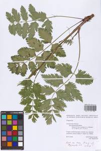 Pimpinella, Eastern Europe, Western region (E3) (Russia)
