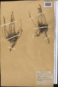 Artemisia pauciflora Weber, Middle Asia, Northern & Central Kazakhstan (M10) (Kazakhstan)