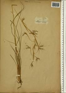 Hyparrhenia hirta (L.) Stapf, Africa (AFR) (South Africa)