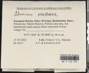 Mnium stellare Hedw., Bryophytes, Bryophytes - Novgorod & Pskov Oblasts (B5) (Russia)