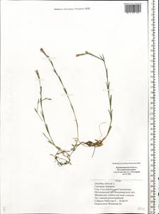 Dianthus deltoides, Eastern Europe, Central region (E4) (Russia)