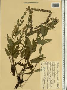Salvia nemorosa subsp. pseudosylvestris (Stapf) Bornm., Eastern Europe, South Ukrainian region (E12) (Ukraine)