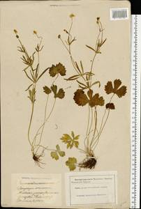 Ranunculus auricomus L., Eastern Europe, Latvia (E2b) (Latvia)