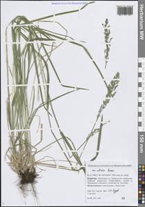 Poa sibirica Roshev., Siberia, Baikal & Transbaikal region (S4) (Russia)