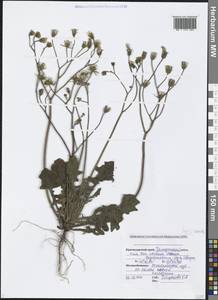 Crepis sancta subsp. sancta, Caucasus, Black Sea Shore (from Novorossiysk to Adler) (K3) (Russia)