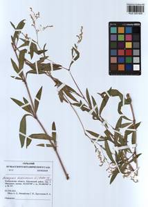 Koenigia divaricata (L.) T. M. Schust. & Reveal, Siberia, Altai & Sayany Mountains (S2) (Russia)