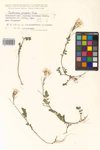 Cardamine prorepens Fisch. ex DC., Siberia, Russian Far East (S6) (Russia)