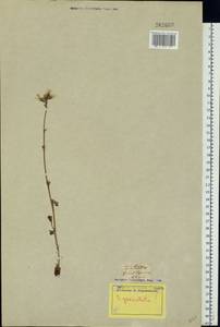 Saxifraga granulata, Western Europe (EUR) (Finland)