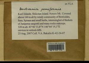 Bartramia pomiformis Hedw., Bryophytes, Bryophytes - Russian Far East (excl. Chukotka & Kamchatka) (B20) (Russia)