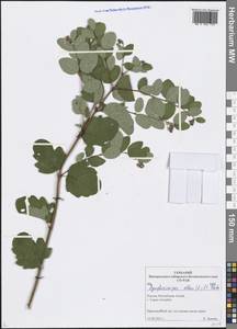 Symphoricarpos albus (L.) K. Koch, Siberia, Altai & Sayany Mountains (S2) (Russia)