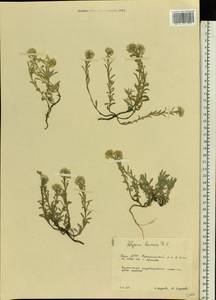 Alyssum lenense Adams, Eastern Europe, Eastern region (E10) (Russia)