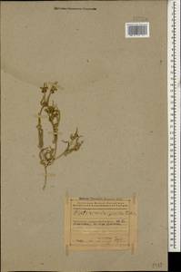 Dipterocome pusilla Fisch. & C. A. Mey., Caucasus, Azerbaijan (K6) (Azerbaijan)