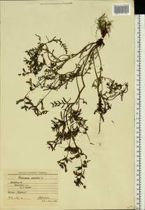 Pedicularis palustris L., Eastern Europe, Moscow region (E4a) (Russia)