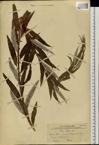 Salix viminalis L., Siberia, Altai & Sayany Mountains (S2) (Russia)
