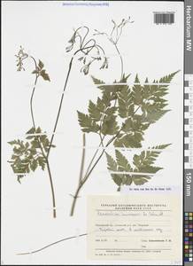 Osmorhiza aristata (Thunb.) Rydb., Siberia, Russian Far East (S6) (Russia)