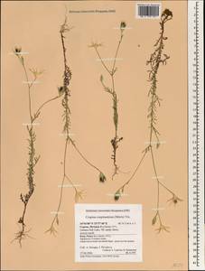 Crupina crupinastrum (Moris) Vis., South Asia, South Asia (Asia outside ex-Soviet states and Mongolia) (ASIA) (Cyprus)