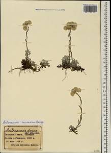 Antennaria caucasica Boriss., Caucasus, Stavropol Krai, Karachay-Cherkessia & Kabardino-Balkaria (K1b) (Russia)