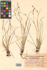 Carex blepharicarpa Franch., Siberia, Russian Far East (S6) (Russia)