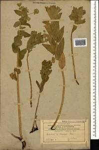 Euphorbia iberica Boiss., Caucasus, Armenia (K5) (Armenia)