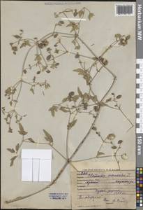 Clematis orientalis L., Middle Asia, Western Tian Shan & Karatau (M3) (Kyrgyzstan)