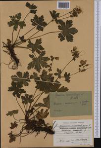 Geranium macrorrhizum L., Western Europe (EUR) (Bulgaria)