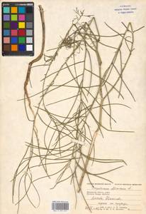 Sisymbrium altissimum L., Eastern Europe, Moscow region (E4a) (Russia)