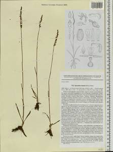 Spiranthes sinensis (Pers.) Ames, Siberia, Russian Far East (S6) (Russia)