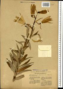Lilium monadelphum M.Bieb., Caucasus, North Ossetia, Ingushetia & Chechnya (K1c) (Russia)