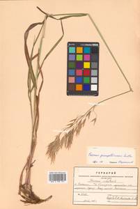 Bromus pumpellianus Scribn., Siberia, Russian Far East (S6) (Russia)