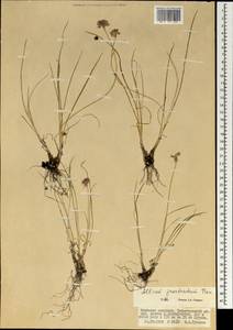 Allium prostratum Trevir., Mongolia (MONG) (Mongolia)