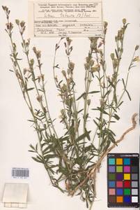 Silene tatarica (L.) Pers., Eastern Europe, Northern region (E1) (Russia)