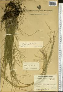 Stipa capillata L., Siberia, Altai & Sayany Mountains (S2) (Russia)