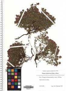 Thymus bashkiriensis Klokov & Des.-Shost., Eastern Europe, Middle Volga region (E8) (Russia)
