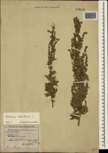 Artemisia absinthium L., Crimea (KRYM) (Russia)