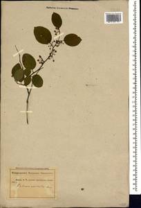 Paliurus spina-christi Mill., Caucasus, Abkhazia (K4a) (Abkhazia)
