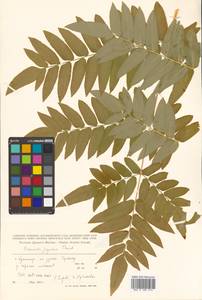 Osmunda japonica Thunb., Siberia, Russian Far East (S6) (Russia)