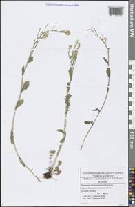 Barbarea arcuata (Opiz ex J. Presl & C. Presl) Rchb., Eastern Europe, Middle Volga region (E8) (Russia)