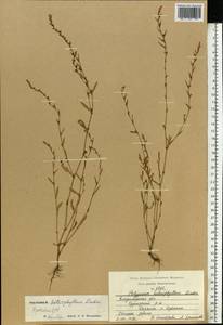 Polygonum aviculare subsp. aviculare, Eastern Europe, Central region (E4) (Russia)